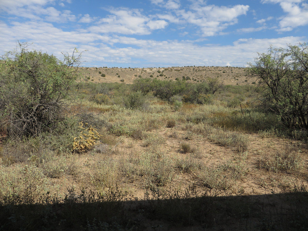 15442767138_16da4738d8_b_forest-mexico