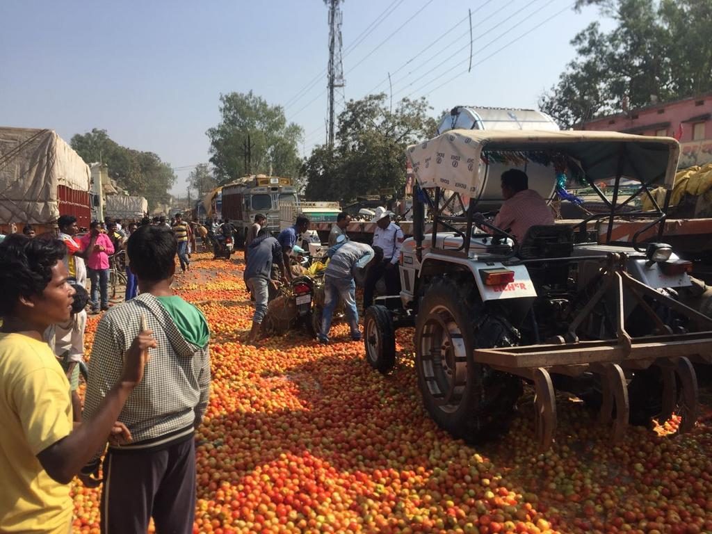 tomato1