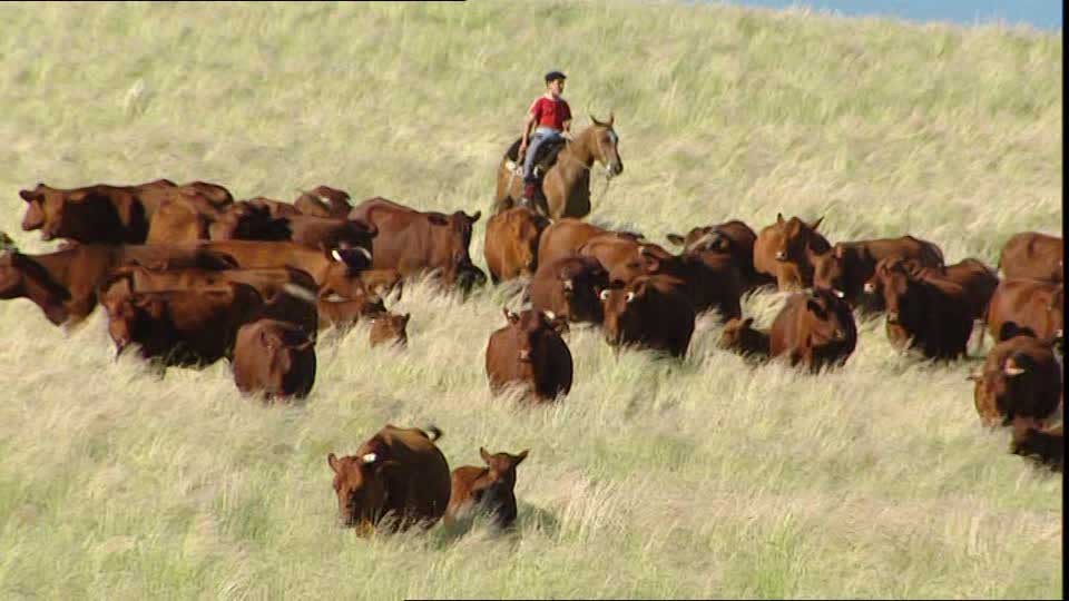 argentinian-cows