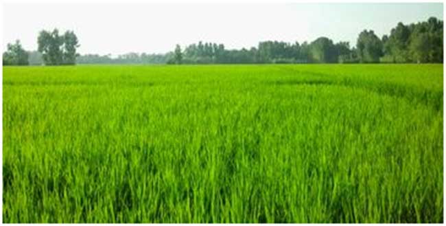 kashmir-agriculture
