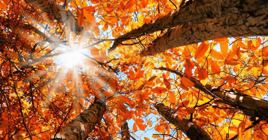 autumn-leaves-equinox