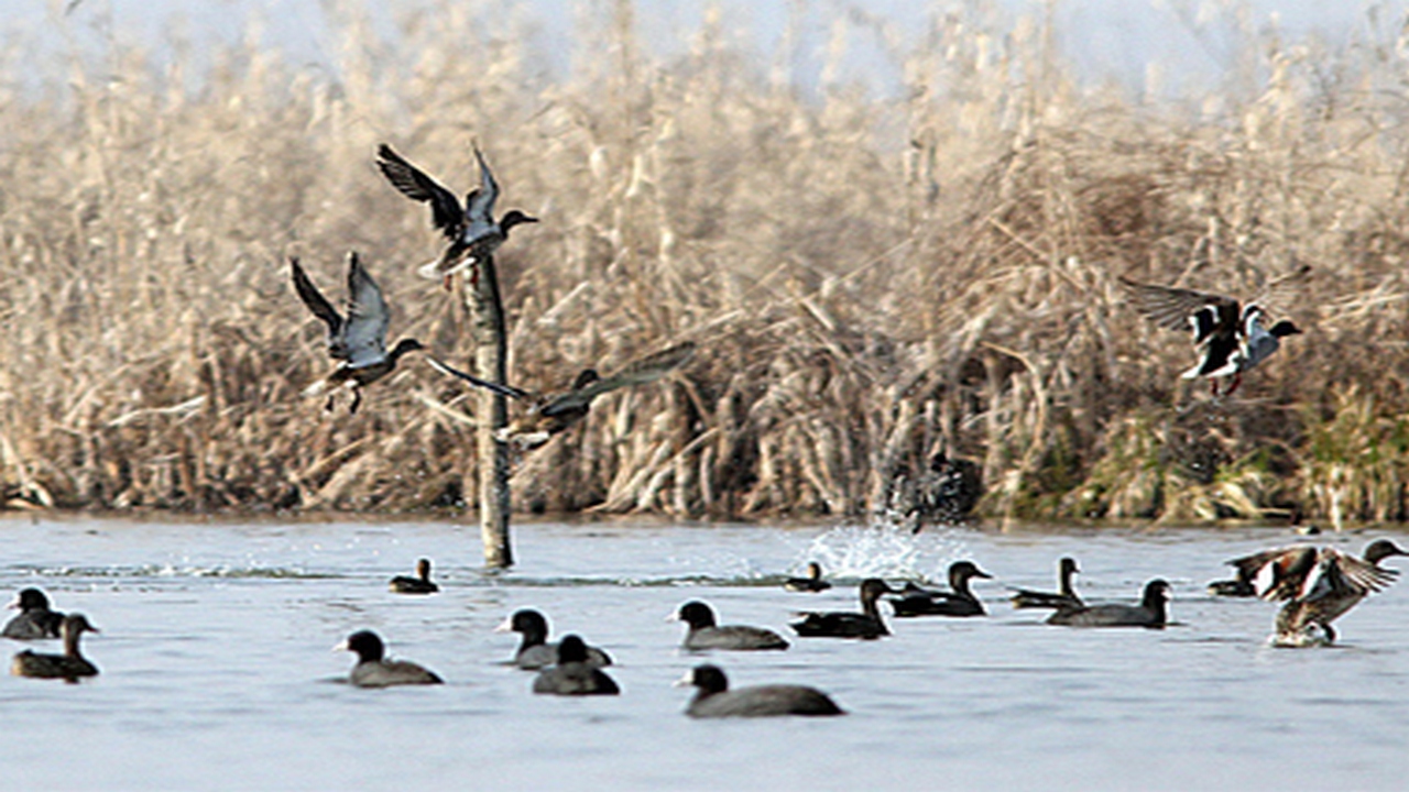 kashmir-wetlands