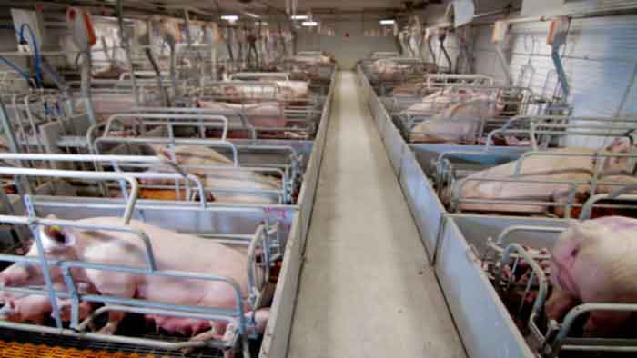 pig-farm