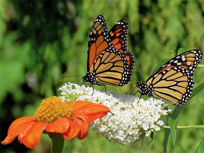 butterflies