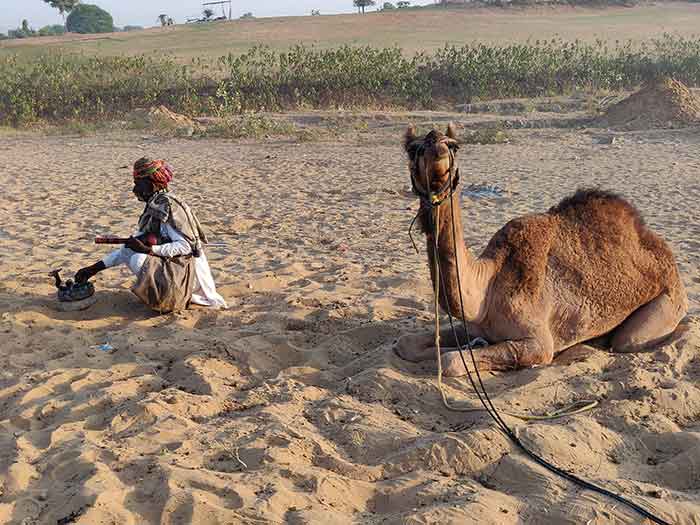 camel2