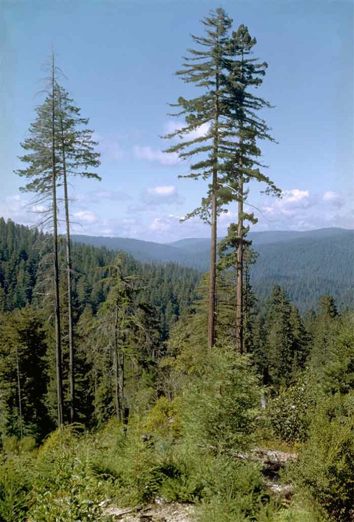 Redwoods-Nature
