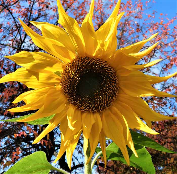 sunflower