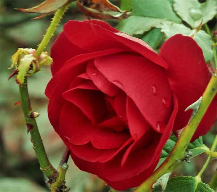 rose