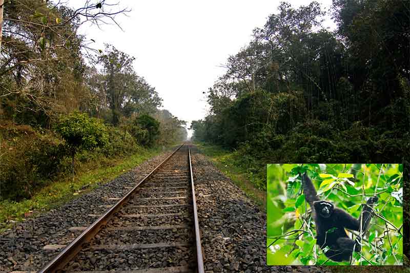 Gibbon Wildlife Sanctuary