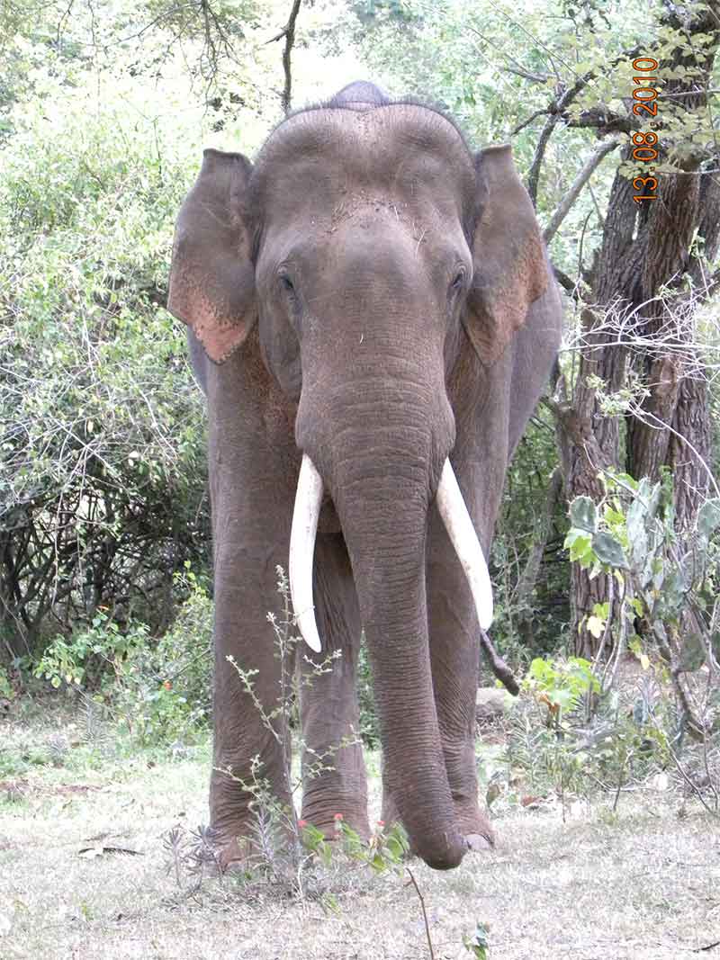 Rivaldo-Elephant1