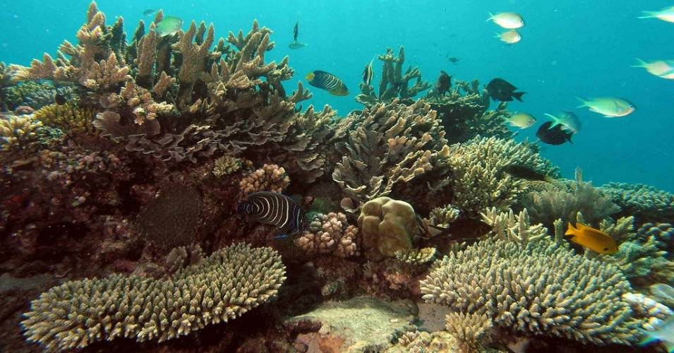 coralreef