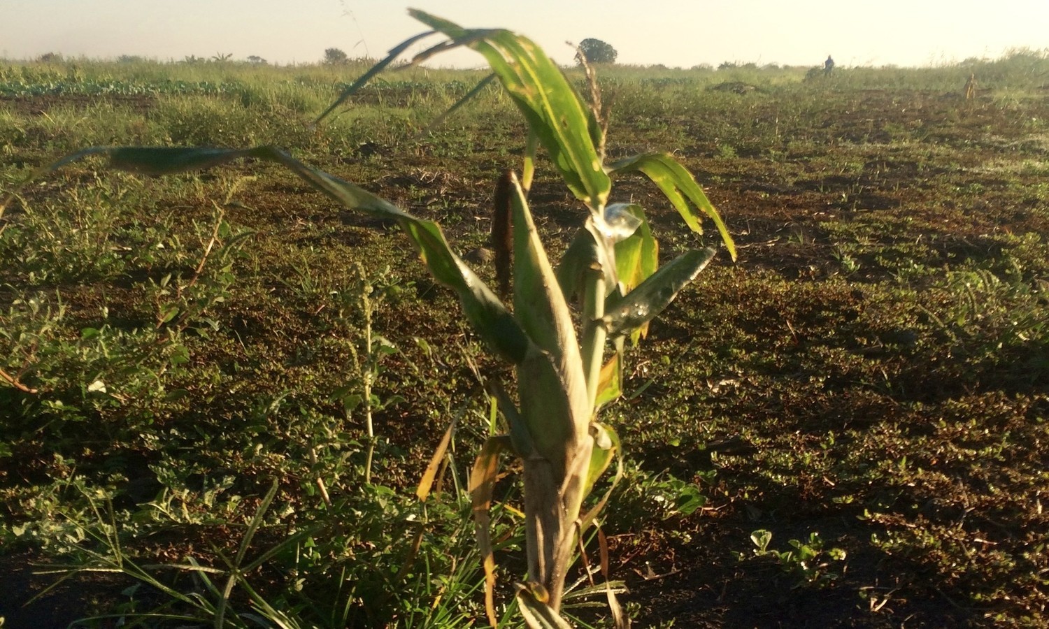 mozambique-maize