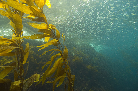 Harvesting kelp, shown here off the California coast, removes CO2 from the ecosystem. PHOTO BY Robert Schwemmer/NOAA
