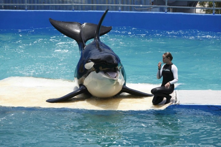 lolita-whale