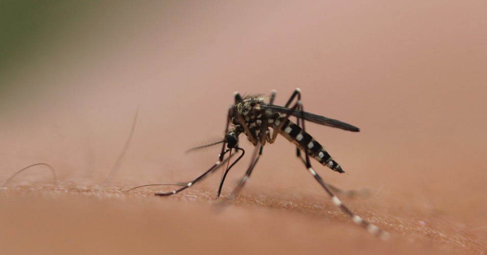 The Key Haven trial would run for between six and 22 months and the company said it could release anywhere from 20 to 100 GMO mosquitoes per person on the island. (Photo: stevenw12339/cc/flickr)