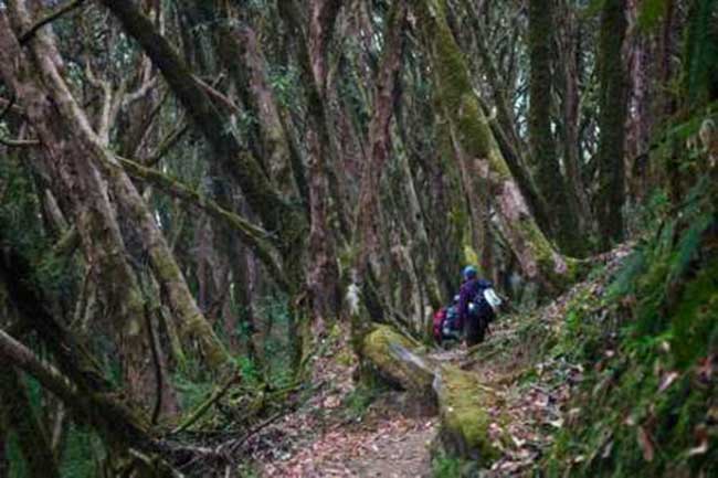 nepal-community-forest-management1