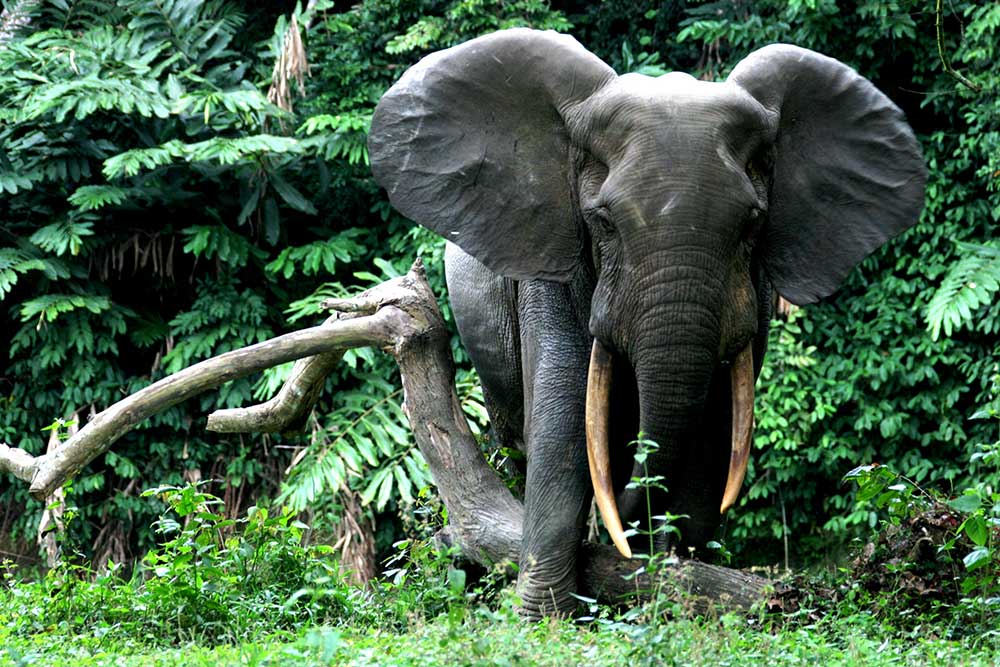 Forest Elephant along a river, Conkouati-Douli National Park, Republic of Congo - Photo Credit Hilde Vanleeuwe (WCS)