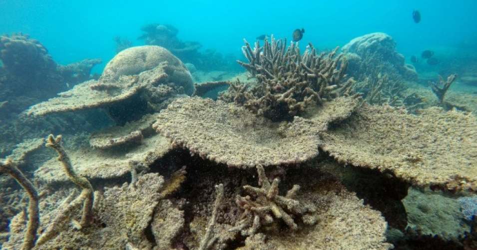 Dead table corals killed by bleaching on Zenith Reef, on the Northern Great Barrier Reef, November 2016. (Photo: Greg Torda/ARC Centre of Excellence for Coral Reef Studies)