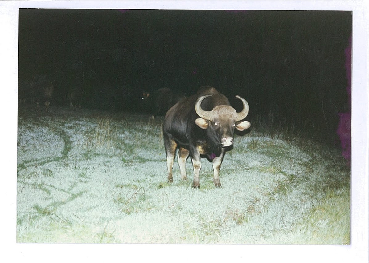 gaur