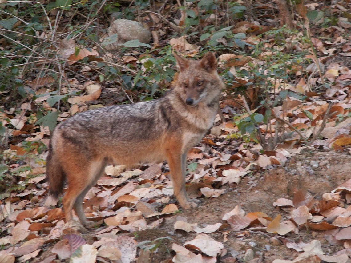 jackal