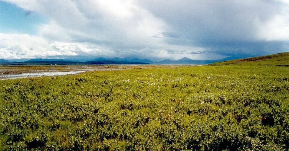 Arctic Tundra. (Photo: USFWS)