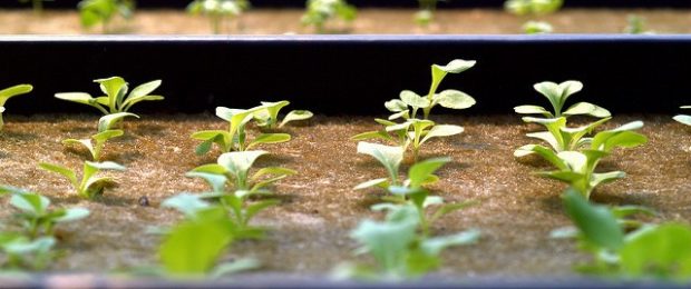 degrowth