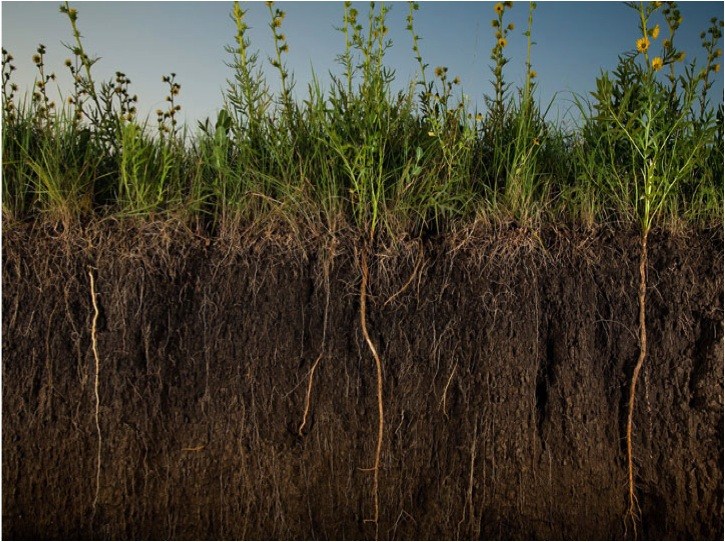 regenerative-agriculture