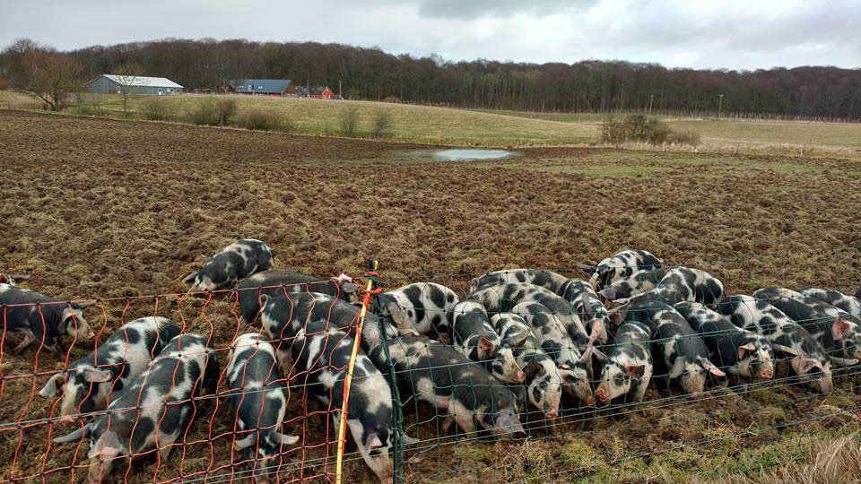 pigs
