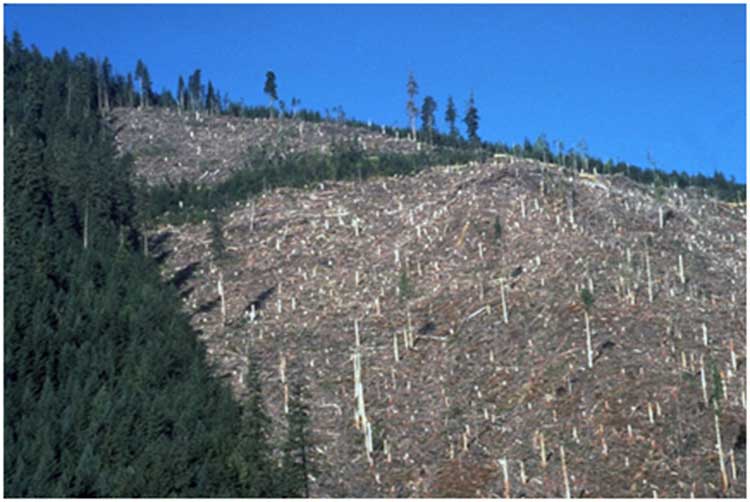 deforestation
