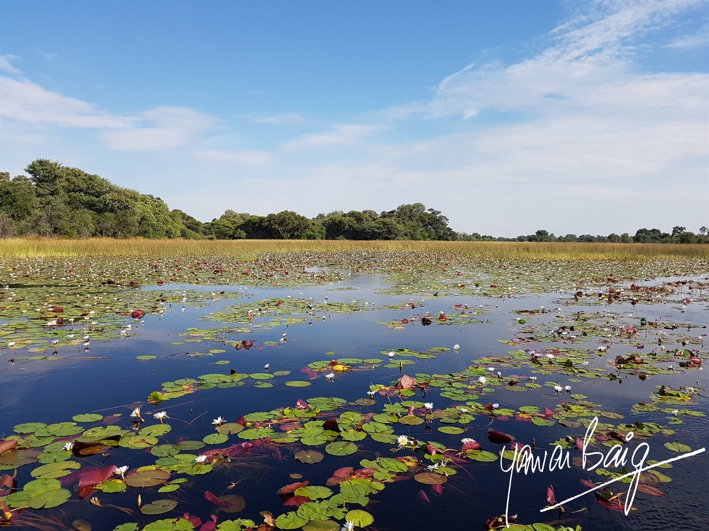 okawango