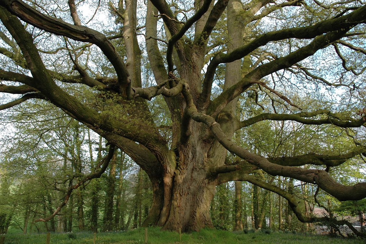 tree