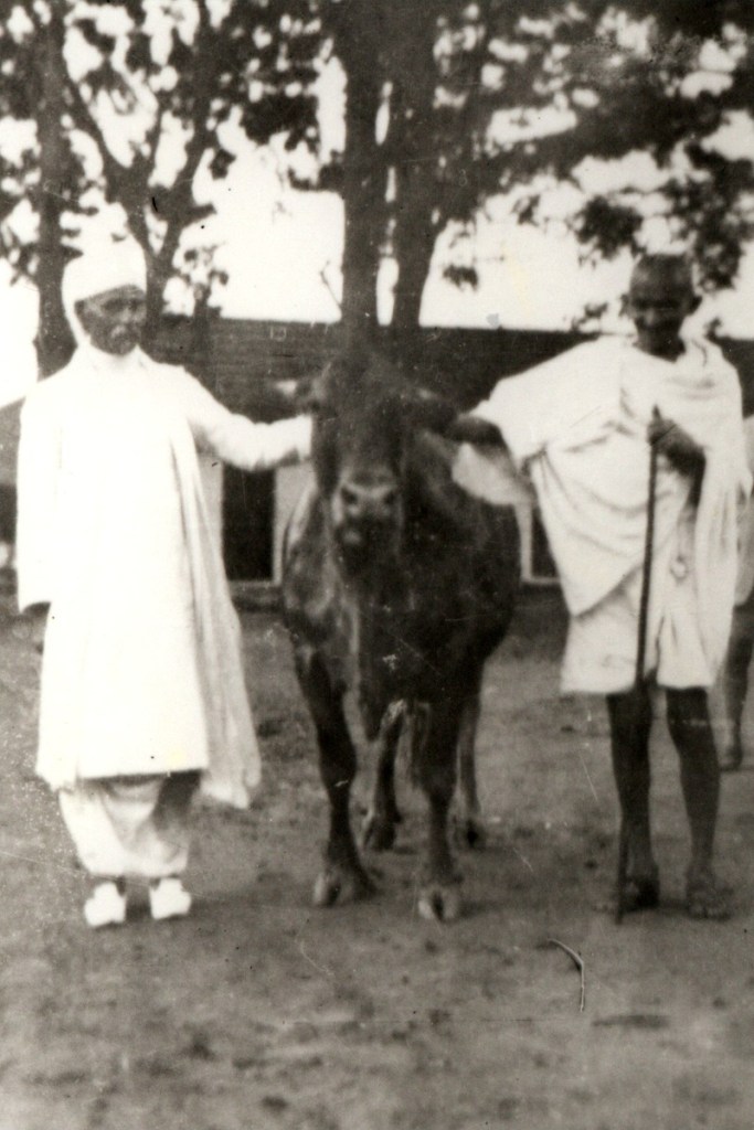 Gandhi-and-Malaviya-with-a-cow