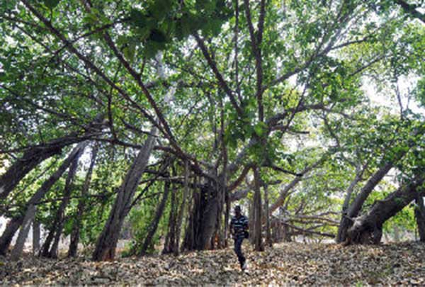 banyan-tree