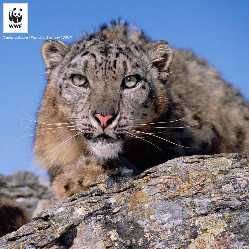snow-leopard