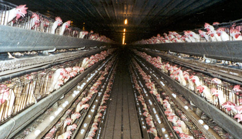 chicken