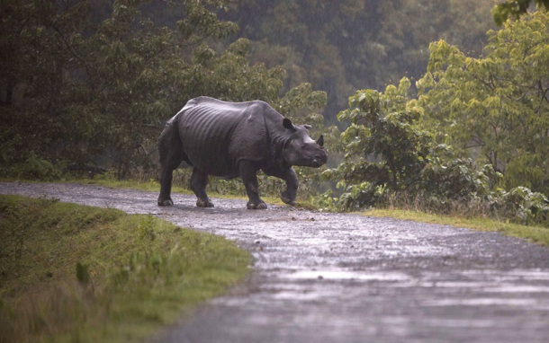 In this Sunday, July 9, 2017, photo, a One horned Rhinos looks for a higher ground in flooded Kaziranga national park in Kaziranga, 250 kilometers (156 miles) east of Gauhati, India. Police are patrolling for poachers as rhinoceros, deer and buffalo move to higher ground to escape floods inundating an Indian preserve. Kaziranga National Park has the world's largest population of the one-horned rhinoceros and is home to many other wildlife. (AP Photo/ Anupam Nath)