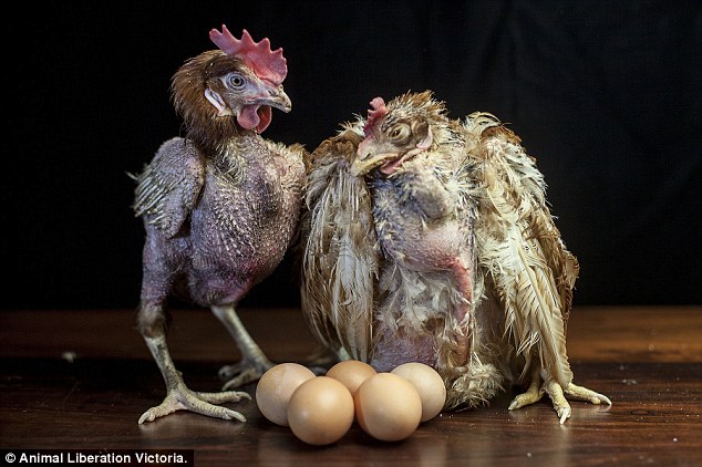 factory-chicken