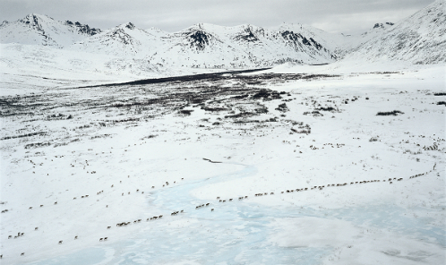caribou_migration_small