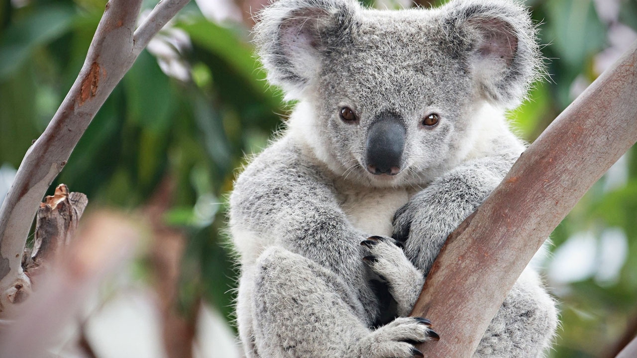 Koala bear
