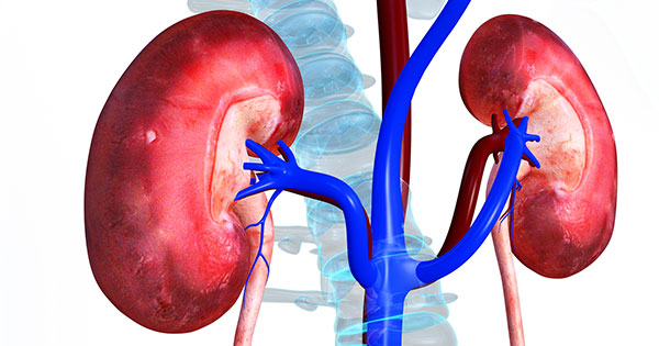 kidneys