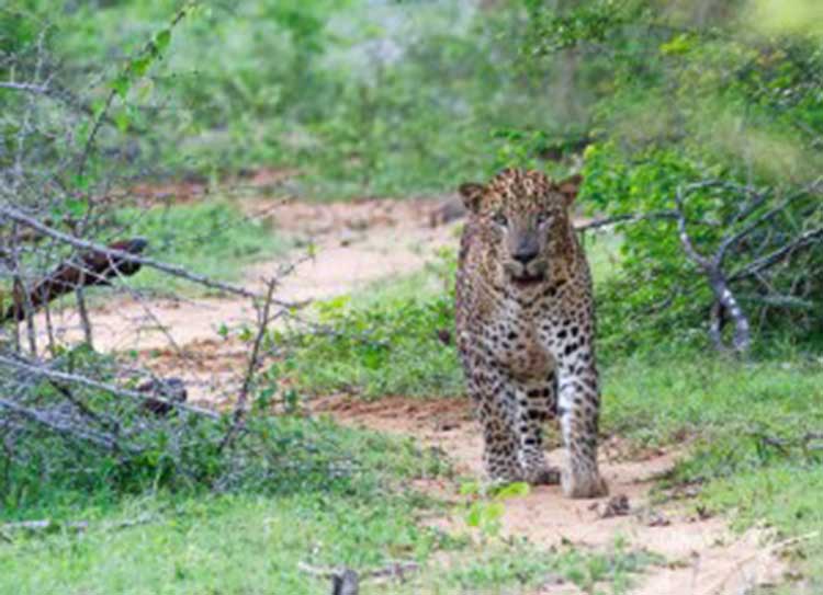leopard