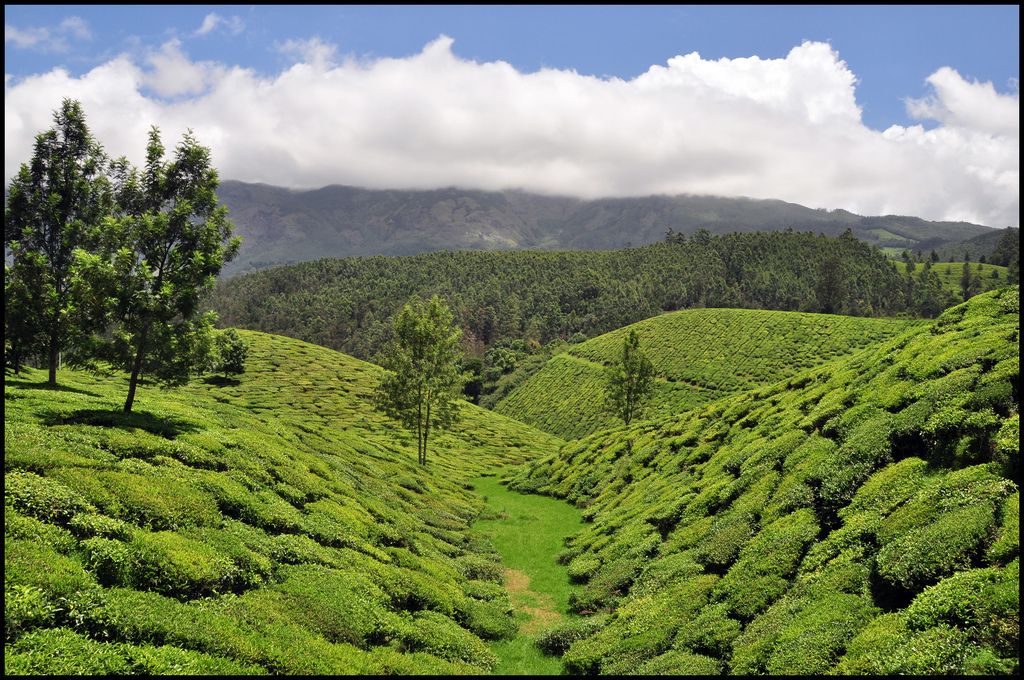 Munnar Tea Plantation by flickrPrince munnar photo