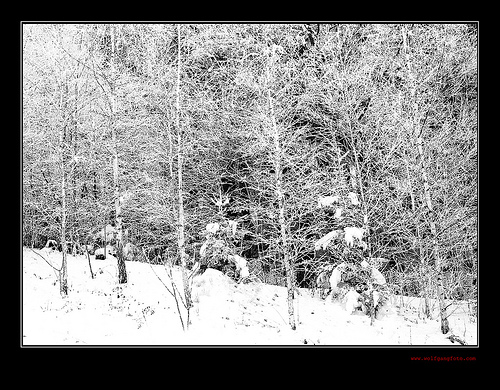 white frost 2 by wolfgangfoto Birch in Winter photo
