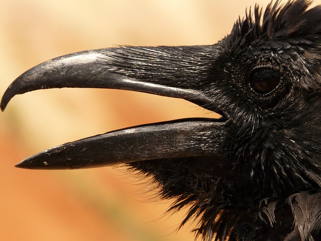Crow photo