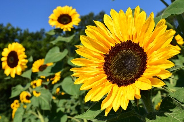 sunflower photo