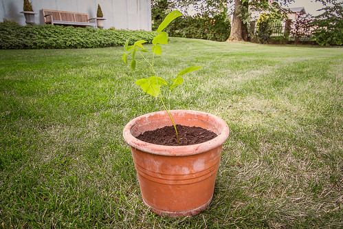 Sapling 2 by max.fellner sapling photo