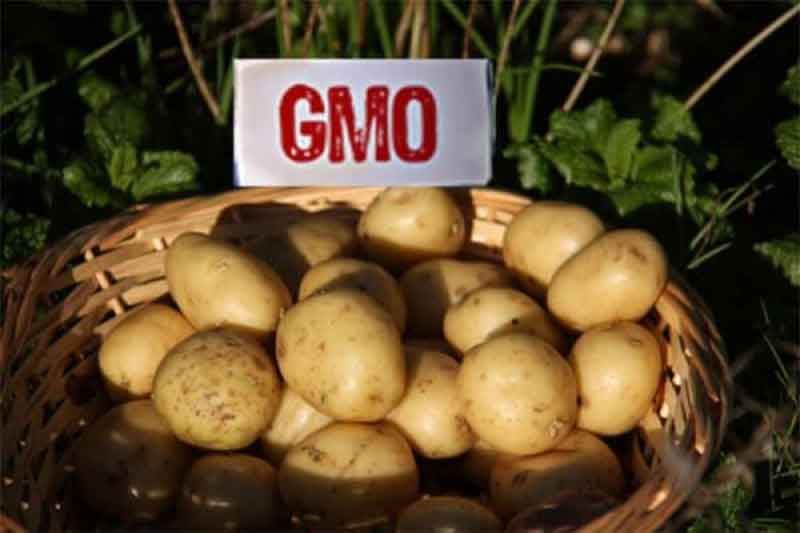 GM Potatoes nigeria