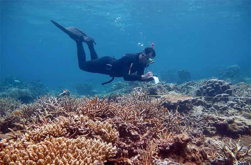 Reefolution respond to marine ecosystem disruption