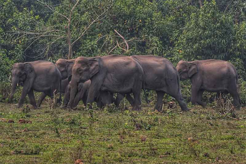 The Fence for Harmony between Human and Elephants