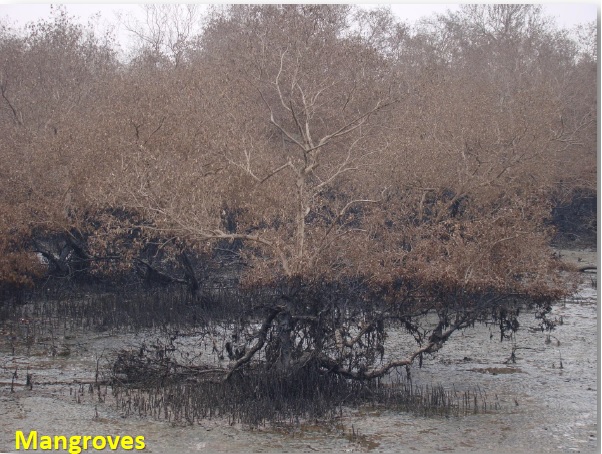 mangroves.jpg